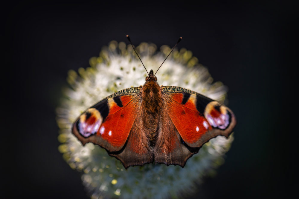 Obrazek przedstawiający motyla z rozłożonymi skrzydłami na dmuchawcu, symbolizującego cichość dźwięku trzepotu skrzydeł